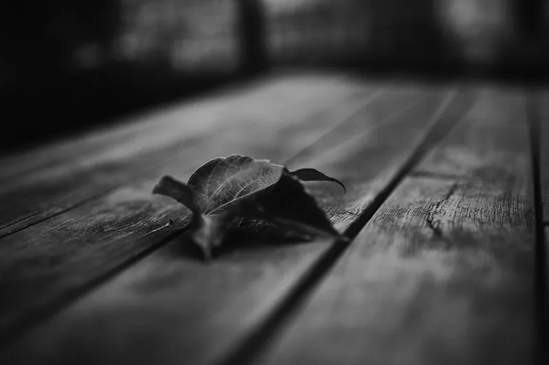 feuille-bois-art-noir-blanc-flou-nature-morte-philippe-martz