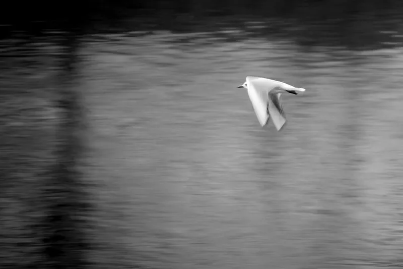 art-oiseau-poesie-noir-blanc-philippe-martz